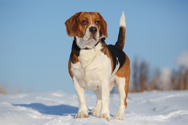 Portrait d'un chien Beagle en hiver, journée ensoleillée