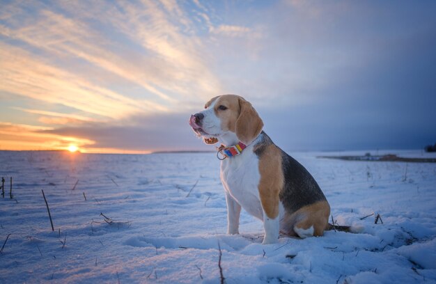 Portrait d'un chien Beagle en promenade