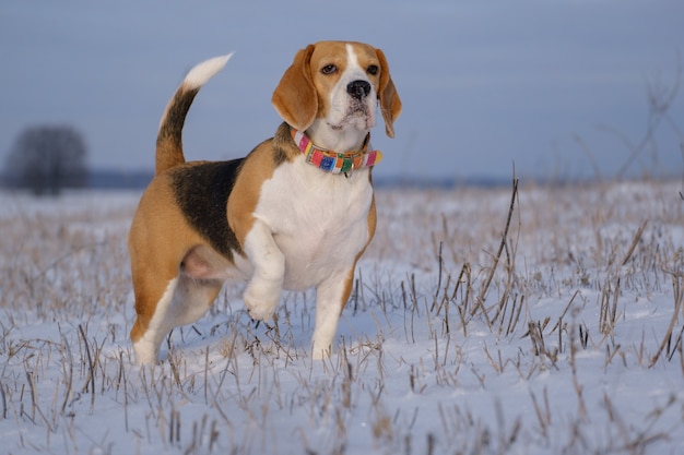 Portrait d'un chien Beagle en promenade