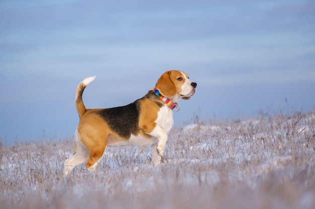 Portrait d'un chien Beagle en promenade