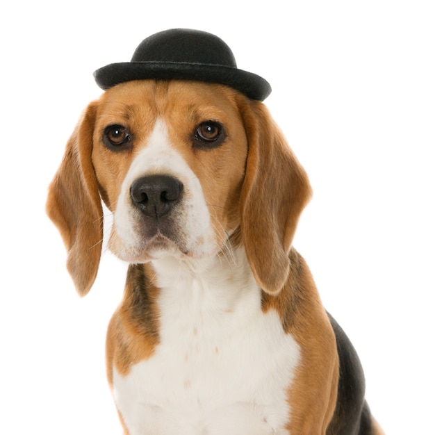 Portrait d'un chien Beagle à la recherche portant un chapeau noir.