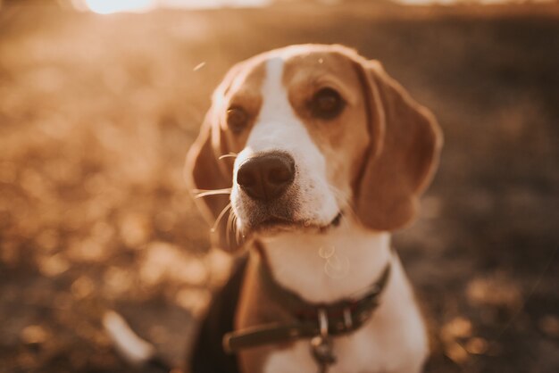 portrait de chien beagle