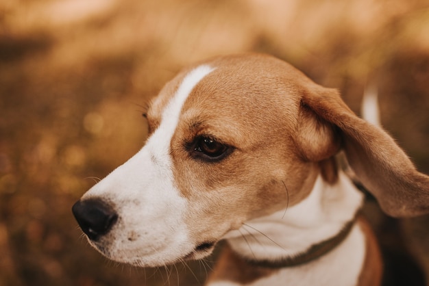 portrait de chien beagle