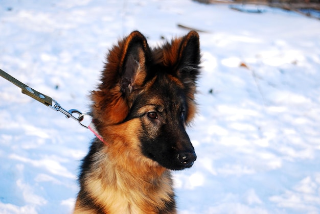 Portrait de chien de berger allemand de chiot en hiver sur une promenade avec une laisse contre la neige