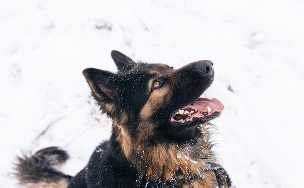 Portrait de chien de berger allemand à l'extérieur