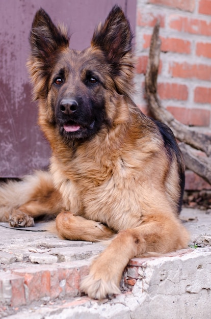 Portrait de chien de berger allemand. Gros plan photo de la tête du chien.