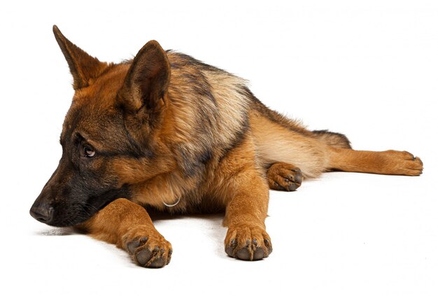 Portrait d'un chien de berger allemand isolé