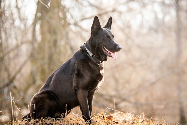 Portrait d'un chien de berger allemand noir Animal de compagnie à l'extérieur dans la forêt