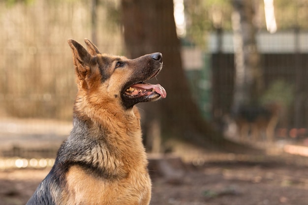 Portrait d'un chien de berger allemand noir et rouge dans un refuge pour chiens