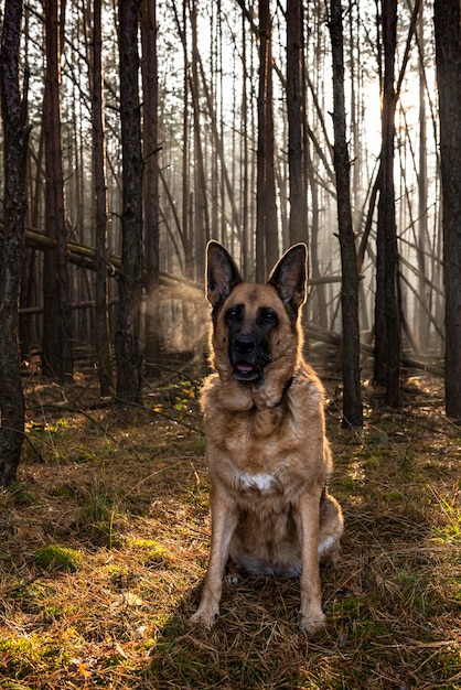 Portrait de chien de berger allemand senior en forêt