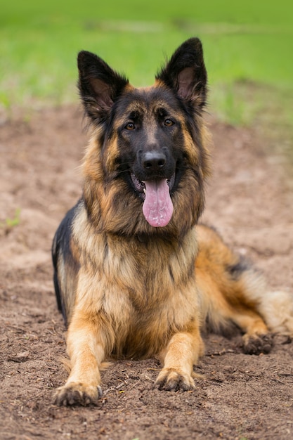 Photo portrait de chien de berger allemand