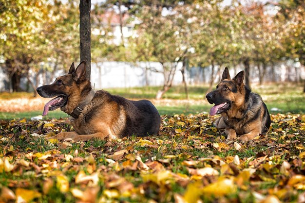 Portrait de chien de berger allemand