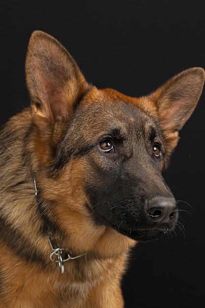 Portrait de chien de berger allemand