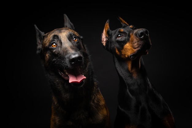 Portrait d'un chien de berger belge et d'un doberman sur fond noir isolé