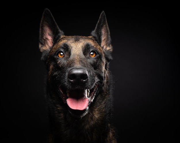 Portrait d'un chien de berger belge sur un fond noir isolé Studio shot closeup