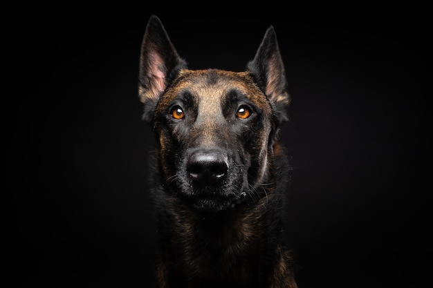 Portrait d'un chien de berger belge sur un fond noir isolé