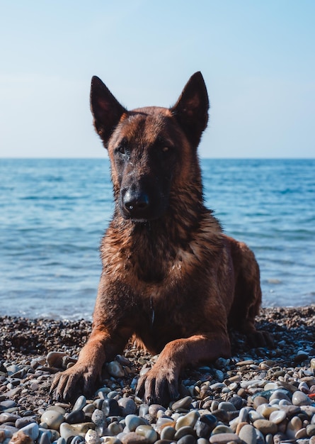 portrait d'un chien de berger belge, museau malinois, beau chien d'assistance rouge, berger