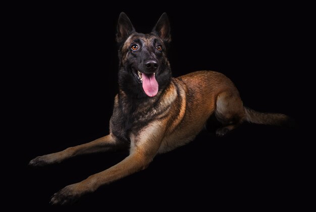 Portrait d'un chien de berger sur fond noir en studio