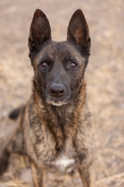 portrait de chien de berger hollandais à l'extérieur