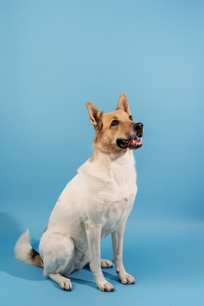 Portrait de chien de berger de race mixte sur fond bleu