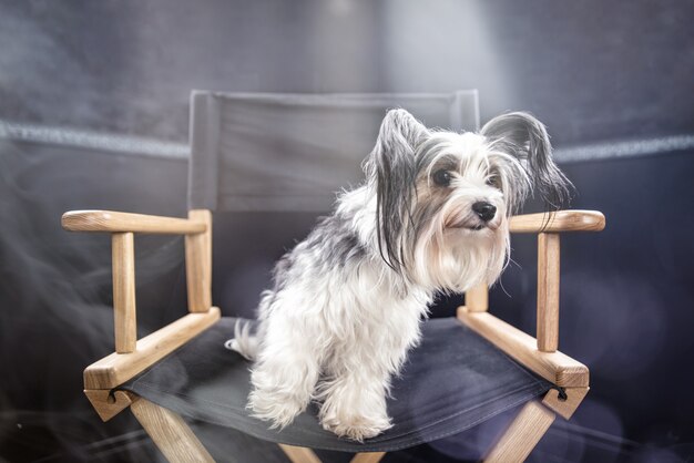 Portrait de chien Biewer en studio