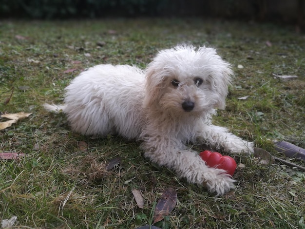 Photo portrait d'un chien blanc sur le champ