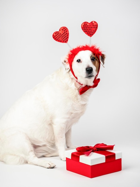 Portrait d'un chien blanc avec des coeurs sur la tête et un cadeau d'anniversaire du concept de la Saint-Valentin Félicitations amour et romance
