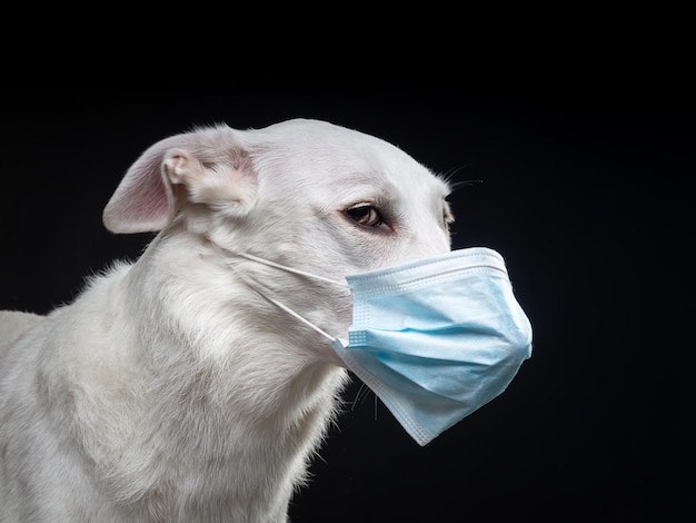 Portrait d'un chien blanc dans un masque médical de protection sur fond noir Tourné en studio avec lumière pulsée