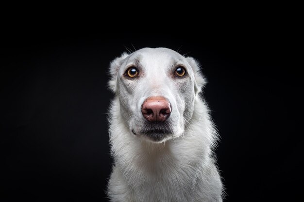 Portrait d'un chien blanc sur un fond noir isolé