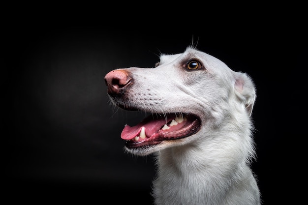 Portrait d'un chien blanc sur un fond noir isolé