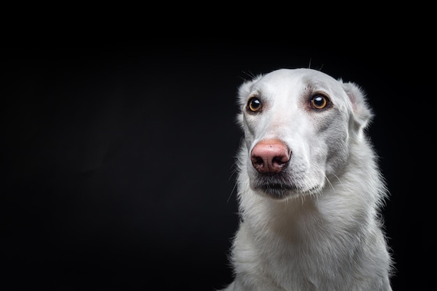 Portrait d'un chien blanc sur un fond noir isolé