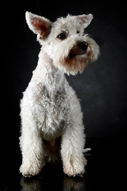 Photo portrait d'un chien blanc sur un fond noir