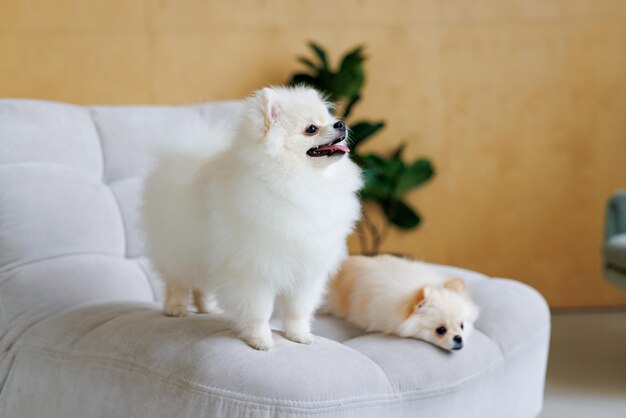 Portrait d'un chien blanc heureux et souriant de la race spitz