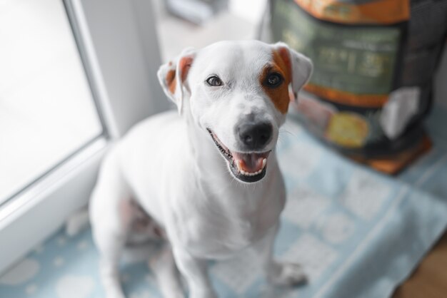 Portrait de chien blanc jack russell terrier souriant