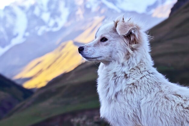 Portrait d'un chien blanc sur une des montagnes