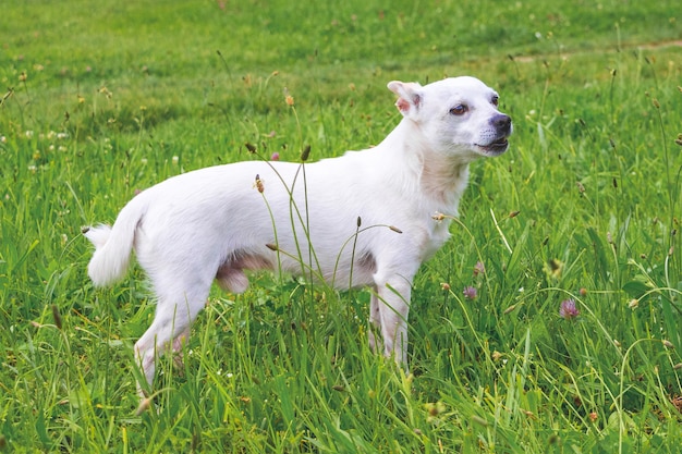 Portrait d'un chien blanc de pleine longueur de la race Chihuahua_