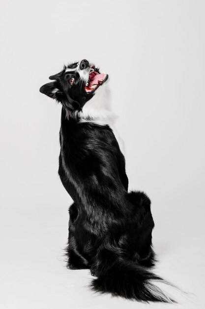 Portrait de chien Border Collie sur fond blanc
