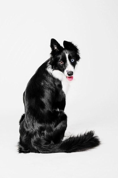 Portrait de chien Border Collie sur fond blanc