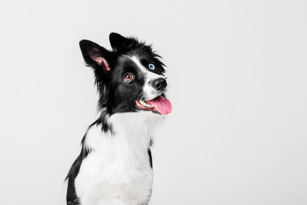 Portrait de chien Border Collie sur fond blanc