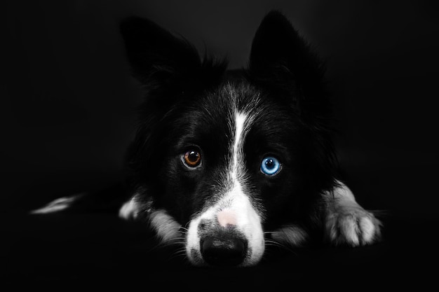 Portrait de chien Border Collie sur fond noir