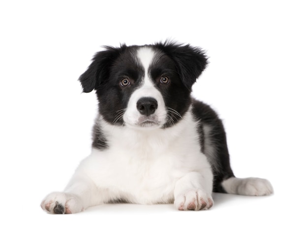 Portrait de chien Border Collie Puppy isolé