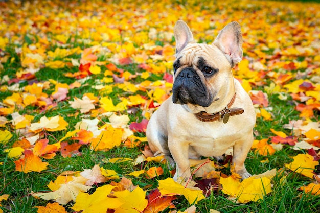 Portrait de chien bouledogue français gros plan sur fond de feuilles d'érable tombées..