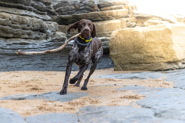 Portrait d'un chien Braco allemand jouant avec un bâton dans sa bouche courant le long de la plage au coucher du soleil