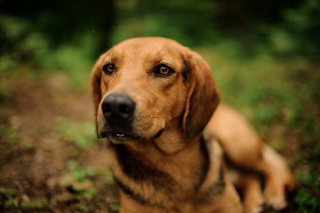 Portrait de chien brun couché dans la forêt