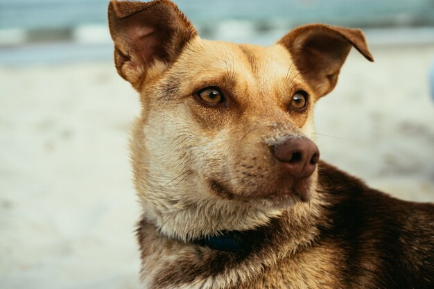 Portrait d&#39;un chien brun sur la plage