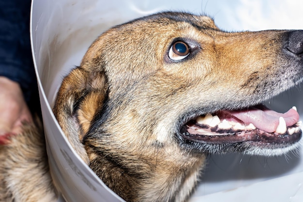 Portrait d'un chien brun portant un collier élisabéthain pour le protéger d'une opération chirurgicale