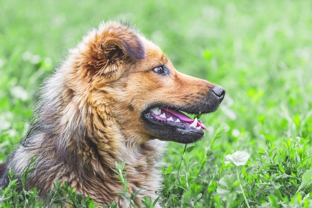 Portrait de chien brun shaggy de profil sur fond d'herbe verte_