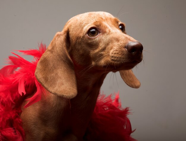 Portrait de chien brun