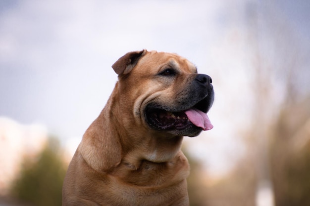 Portrait d'un chien cadebo lors d'une séance plénière