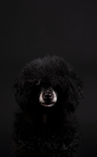 Portrait de chien caniche noir avec nez blanc et coiffure afro